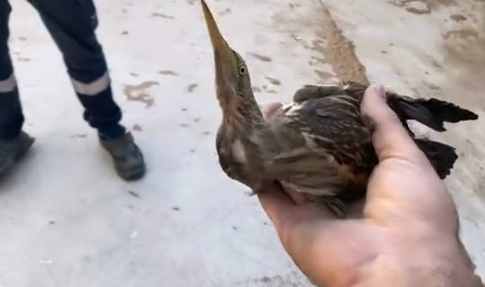 Nesli tükenmekte olan kuşu doğaya saldılar