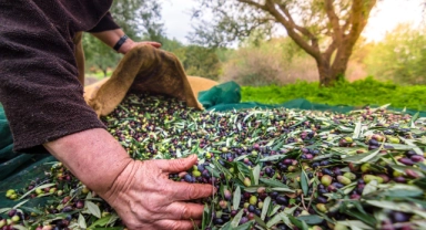 Orhangazi'de zeytin rekolte beyanı 2 bin 600 ton