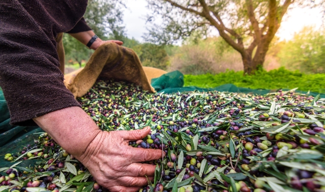 Orhangazi'de zeytin rekolte beyanı 2 bin 600 ton