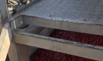 Sağlıksız şartlarda salça üreten firmanın faaliyetleri durduruldu