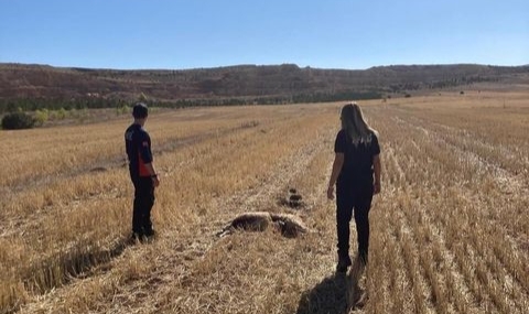 Sivas’ta 11 koyun telef olmuş halde bulundu