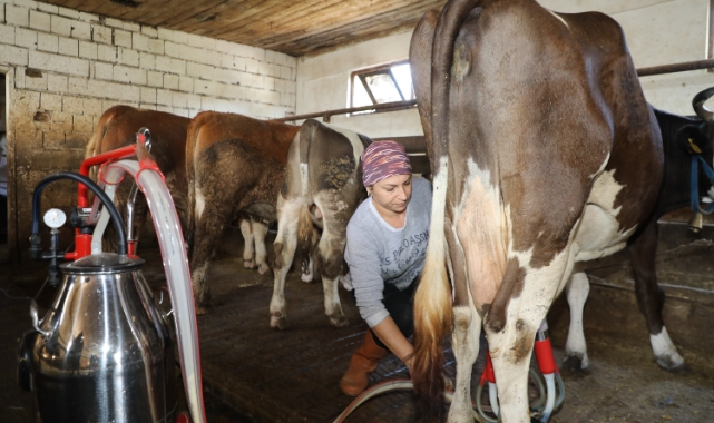 Üreten kadın: Tek başına 20 büyükbaş hayvana bakıyor