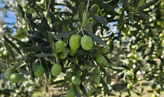 1 kilogram zeytinin maliyeti hesaplandı