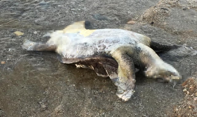 Alanya'da caretta caretta ölüsü bulundu   