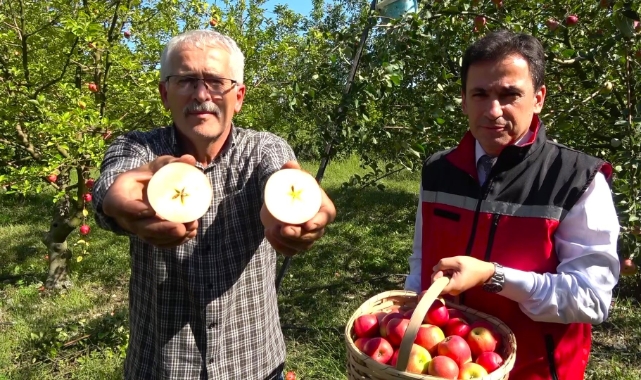 Amasya misket elmasının hasadı başladı