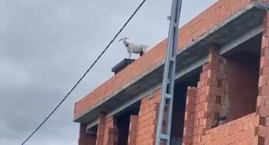 Arnavutköy’de kaçan keçiler inşaat halindeki binanın çatısına çıktı