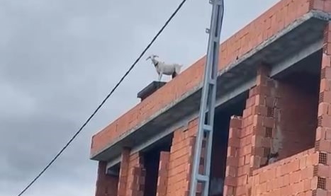 Arnavutköy’de kaçan keçiler inşaat halindeki binanın çatısına çıktı