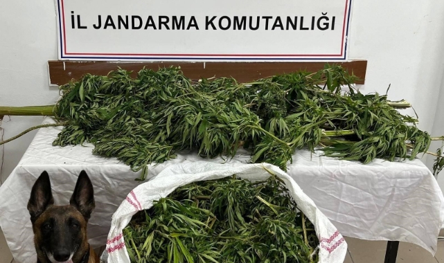 Artvin'de 15,5 kilo esrar yakalandı! 1 tutuklama