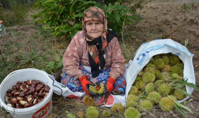 Balıkesir’de kestane hasadı başladı