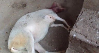 Bursa'da ağıla giren köpekler 13 koyunu yaraladı
