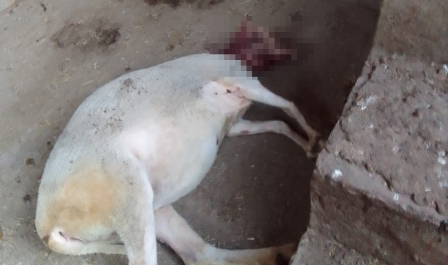 Bursa'da ağıla giren köpekler 13 koyunu yaraladı