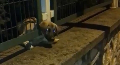 Bursa’da demir korkuluklara sıkışan yavru köpeği itfaiye kurtardı
