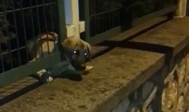 Bursa’da demir korkuluklara sıkışan yavru köpeği itfaiye kurtardı