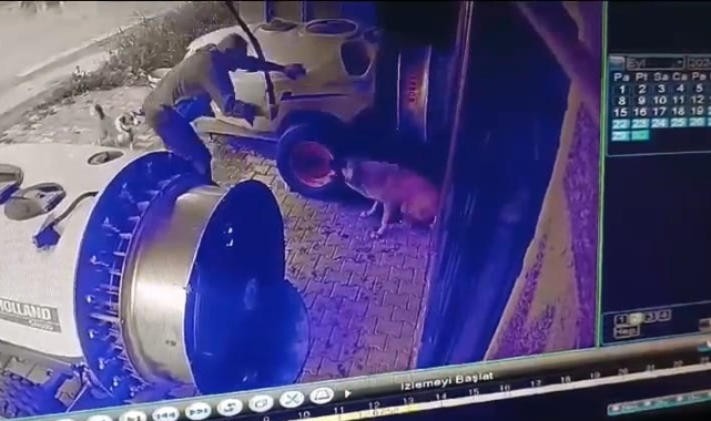 Bursa'da sokak köpeğini sopayla öldürdü!