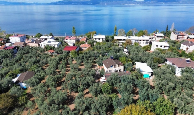 Bursa'daki bin 700 yıllık zeytin ağaçları ihtişamını koruyor