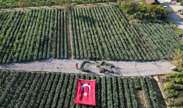 Cumhuriyetin 101. yılı için zeytin fidanlarıyla Türk Bayrağı'nı oluşturdu