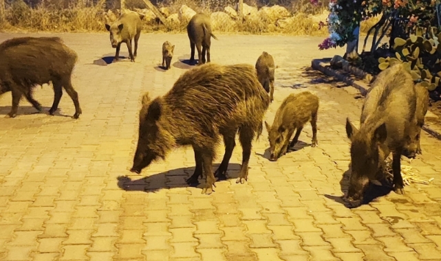 Didim'de aç kalan yaban domuzları şehre indi
