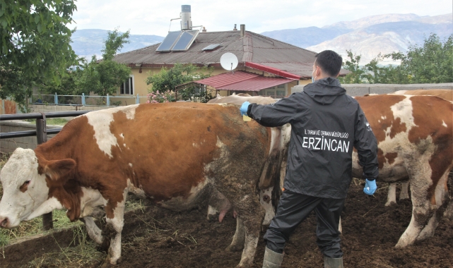 Erzincan’da şap aşılama programı başlatıldı