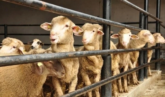 Gelecek yıl Kurban Bayramı ne zaman?