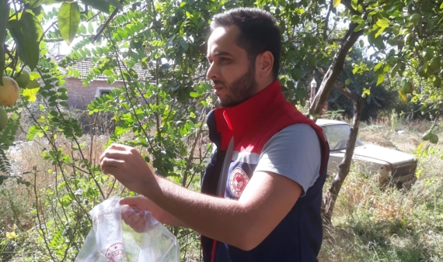 Hasat öncesi zeytin bahçeleri kontrol edildi  