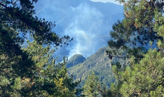 Hatay’da orman yangını   