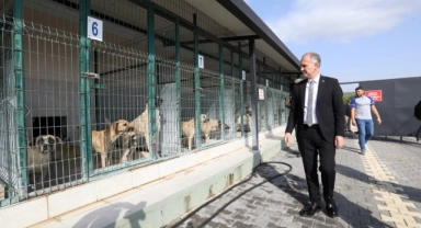 İnegöl'de sokak hayvanları için yeni adımlar