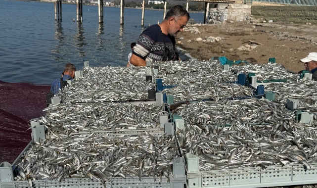 İznik Gölü'nde tarihi balık rekoru! Tek seferde 5 ton gümüş balığı