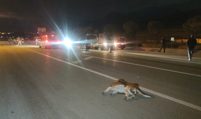 Köpeğe çarpmamak için kaza yaptı: 8 kişi yaralandı