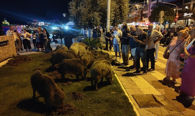 Kuşadası'nda merkeze yaban domuzları indi
