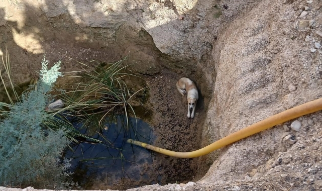 Kuyuya düşen köpeği itfaiye ekipleri kurtardı