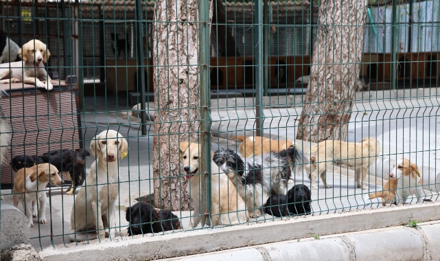 Marmaris Belediyesi'nden minik dostlar için bağış hesabı