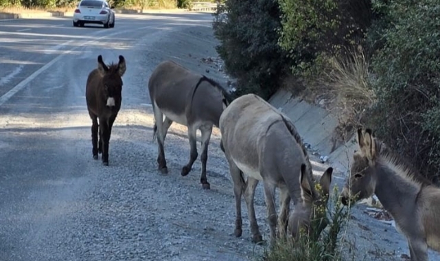 Marmaris’te trafikte eşek tehlikesi