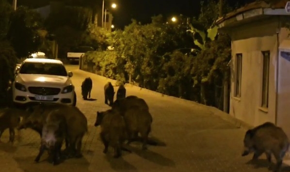 Marmaris'te yaban domuzları, cadde ve sokakları istila etmeye başladı