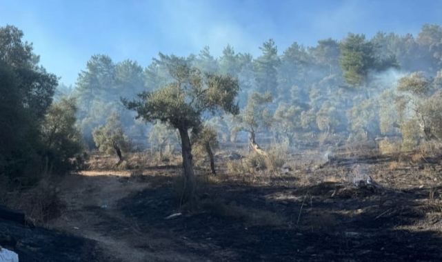 Milas orman yangını kontrol altına alındı