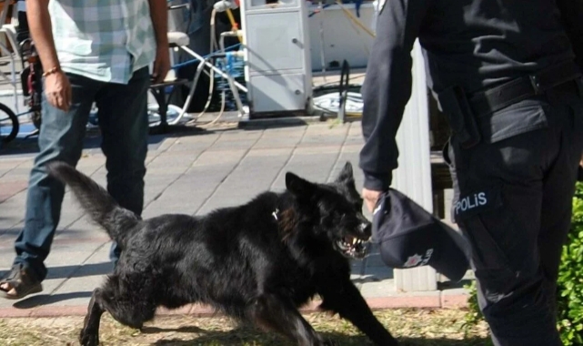 Muğla'da köpek saldırısında bir polis memuru yaralandı