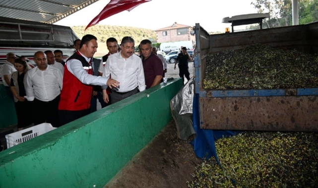 Osmaniye'de zeytin hasadı başladı