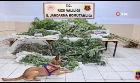 Rize’de jandarmanın 4 aylık uyuşturucu bilançosu: 210 gözaltı