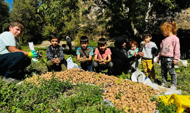 Şırnak'ta ceviz hasadı başladı