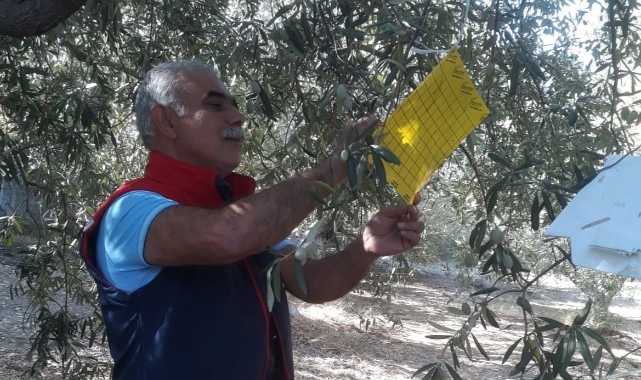 Söke'de zeytin sineği tuzağı kontrolleri sürüyor