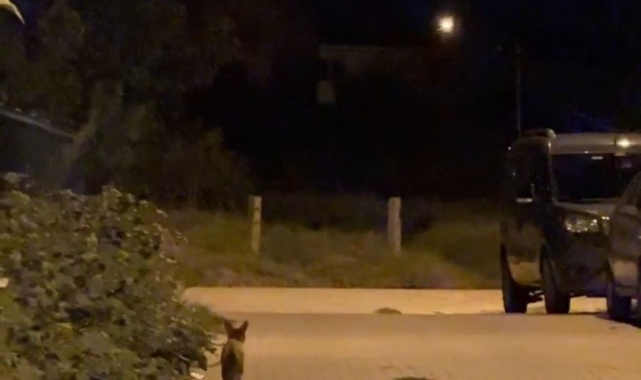 Tekirdağ'da şehir merkezinde dolaşan tilki şaşırttı