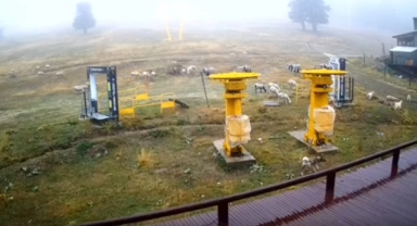 Uludağ’da kayak pistleri koyunlara kaldı