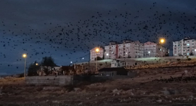 Van'da binlerce karga gökyüzünü kapladı