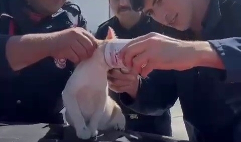 Yaramaz kedi, kafasını konserve kutusuna sıkıştırdı