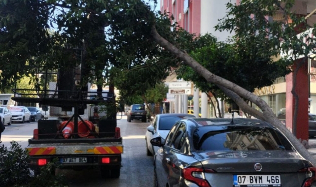 Antalya'da fırtına ağaçları devirdi, seraları yıktı