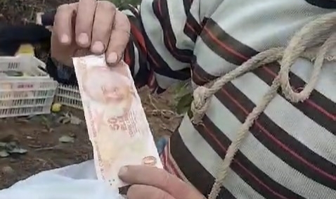 Bursa'da bahçeden hurma toplayıp parasını poşet içinde ağaca astı