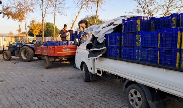 Bursa'da zeytin üreticilerinin Tarım Kredi çilesi 