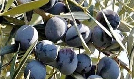 Denizli Milletvekili Ün zeytin üreticisinin sorunlarına dikkat çekti