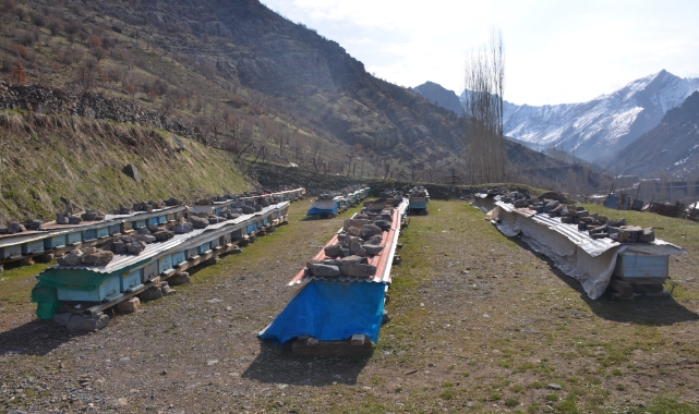Erzincan’da arıların "tatlı uykusu" başladı