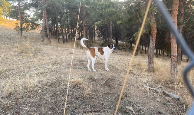 Evine dönen akademisyene köpekler saldırdı