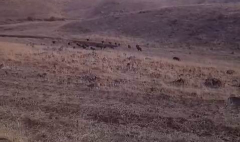Karakoçan’da domuz sürüsü araziye daldı